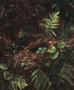 Bird's Nest and Ferns